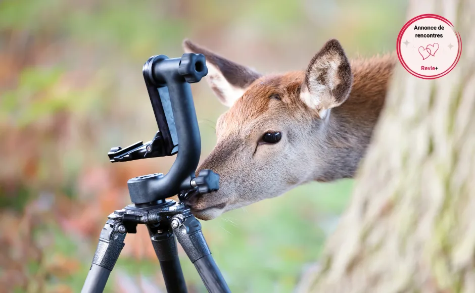 Au calme avec l’appareil photo à Bourganeuf 📷🐾